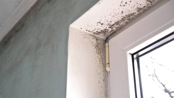 Best Asbestos and Lead Testing During Mold Inspection  in Ramblewood, NJ