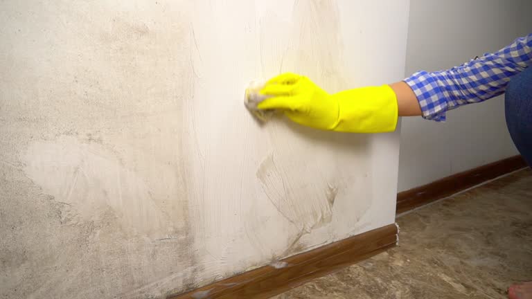 Best Mold Damage Restoration  in Ramblewood, NJ