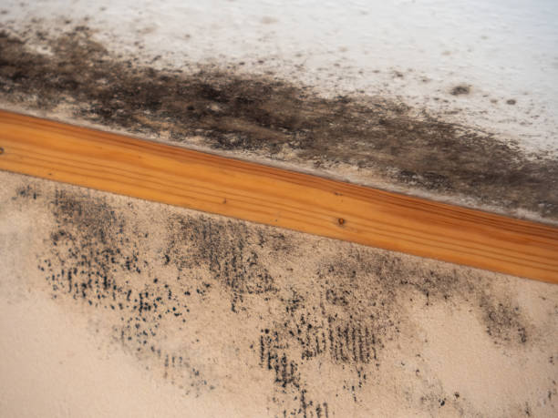 Best Real Estate Mold Inspection  in Ramblewood, NJ