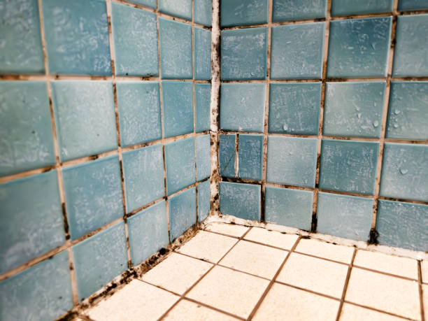 Best Forensic Mold Investigation  in Ramblewood, NJ