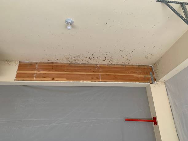Best Water Damage & Mold Remediation  in Ramblewood, NJ