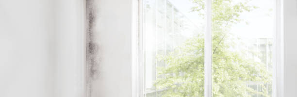 Best Residential Mold Inspection & Testing  in Ramblewood, NJ