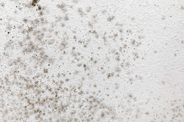  Ramblewood, NJ Mold Removal Pros