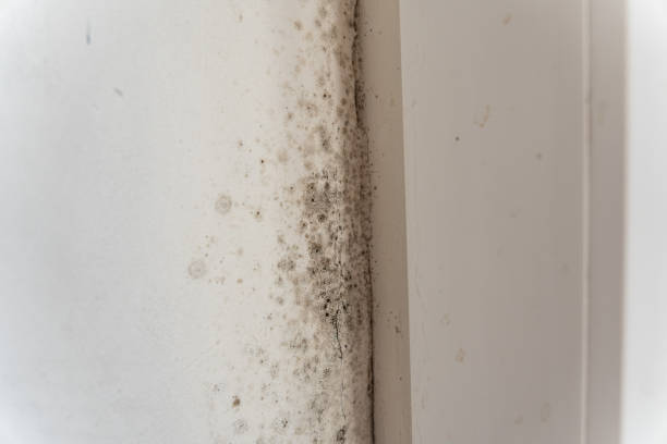 Best Basement Mold Removal  in Ramblewood, NJ