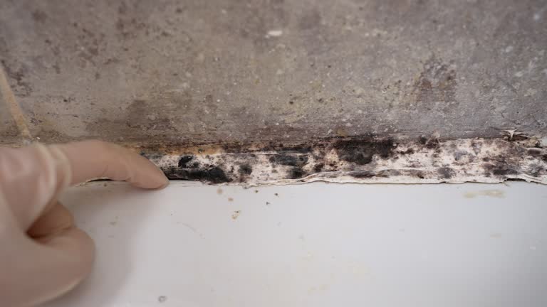 Best Comprehensive Air Testing for Mold Contaminants  in Ramblewood, NJ
