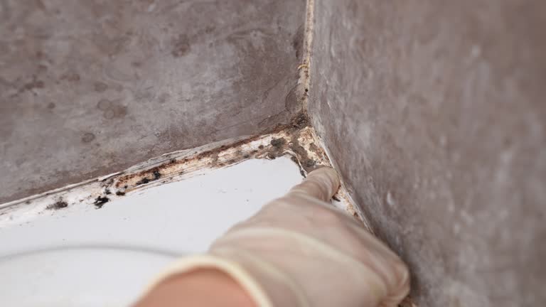 Best Industrial Mold Remediation  in Ramblewood, NJ